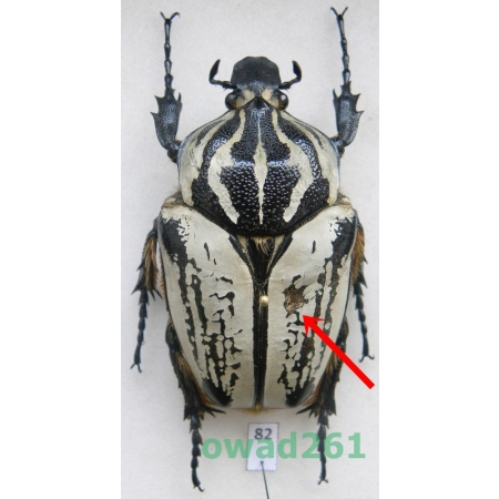 Goliathus orientalis preissi Endrodi, 1951 female Tanzania 72mm82
